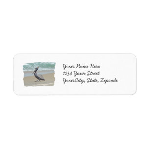 Brown Pelican on Beach