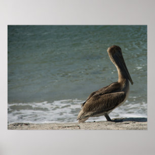 Brown Pelican on the Beach Photograph Poster