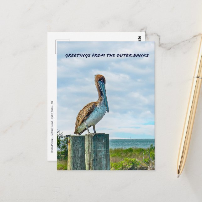 Brown Pelican Outer Banks NC Postcard (Front/Back In Situ)