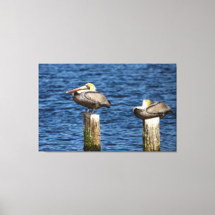 Brown Pelican Pair Roosting on Posts Canvas Print