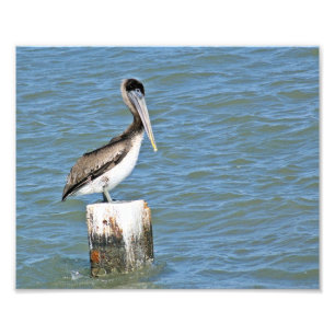 Brown pelican  Photo Print
