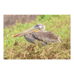 Brown Pelican Photo Print