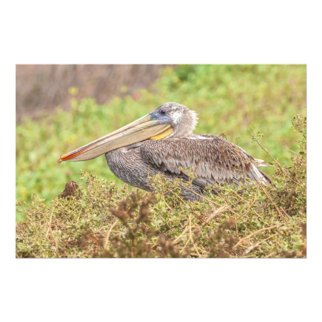 Brown Pelican Photo Print (Front)