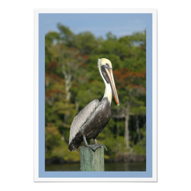 Brown Pelican Photo Print (Front)