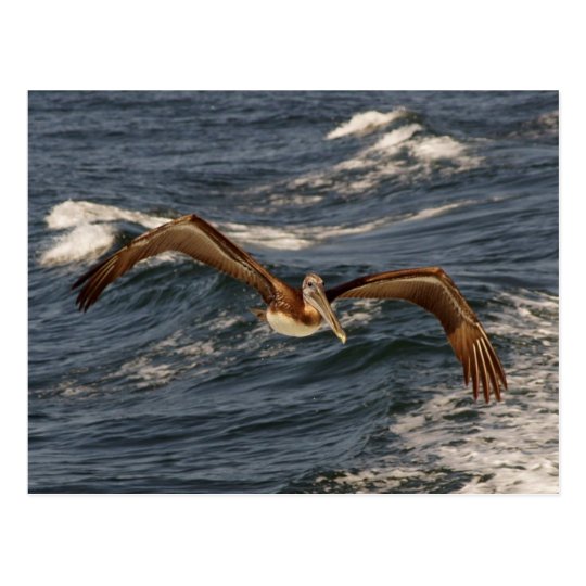 Brown Pelican Postcard