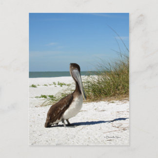 Brown Pelican Postcard