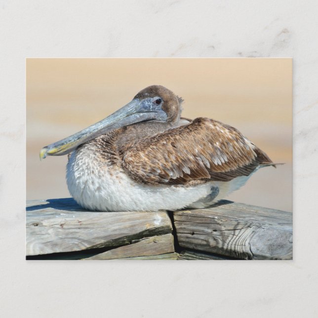Brown Pelican Postcard (Front)