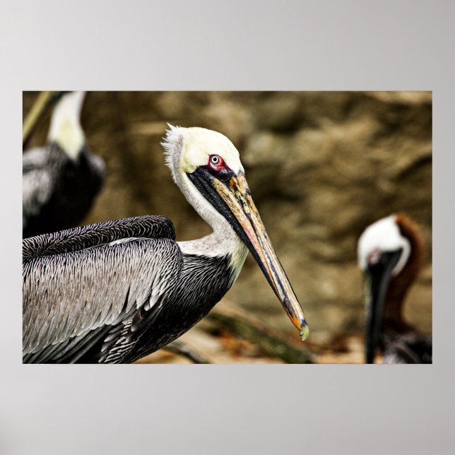 Brown Pelican Poster (Front)