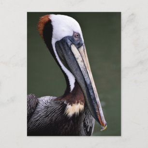 Brown Pelican Profile Postcard