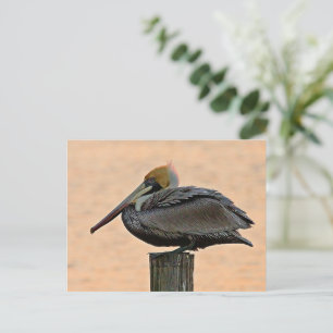 Brown Pelican Resting on Piling Postcard