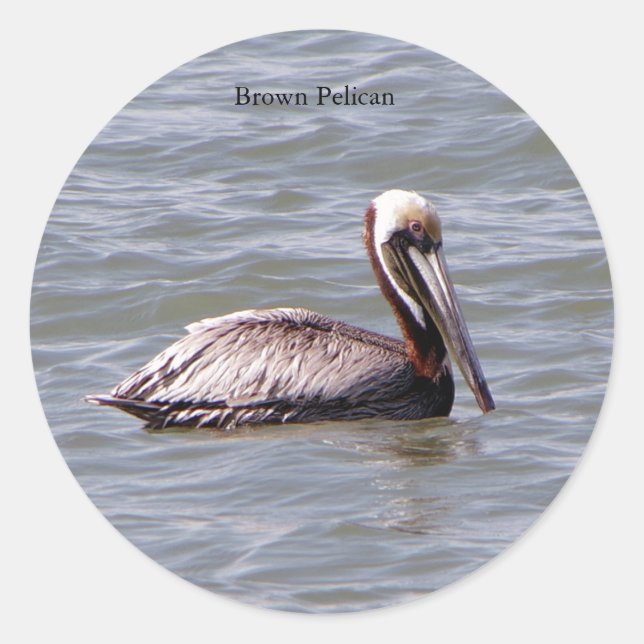 Brown Pelican sticker (Front)