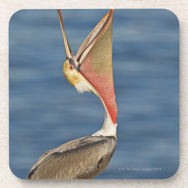 Brown Pelican with mouth open Coaster (Front)