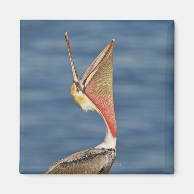 Brown Pelican with mouth open Magnet (Front)