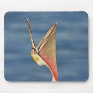 Brown Pelican with mouth open Mouse Mat
