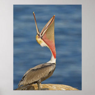 Brown Pelican with mouth open Poster