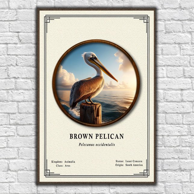 Brown Pelican Zoology Series Poster (Creator Uploaded)