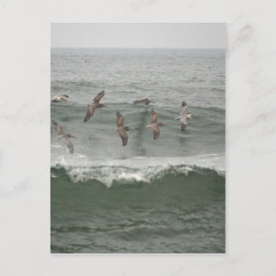 Brown Pelicans and Oregon Surf Postcard