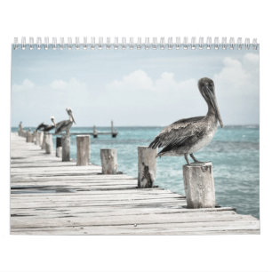 Brown Pelicans Blue Ocean Water Calendar
