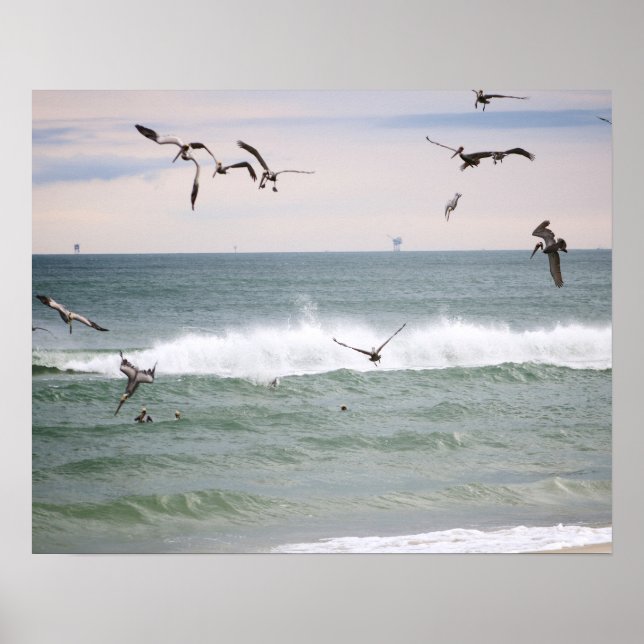 Brown Pelicans Feeding in the Gulf Colour 16x20 Poster (Front)