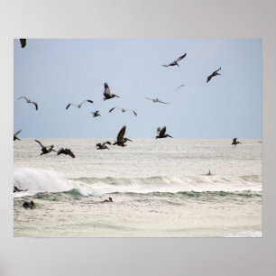Brown Pelicans Over the Ocean Colour 16x20 Poster