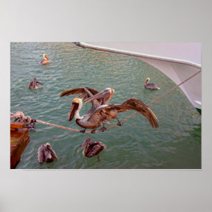Brown Pelicans Squabble in Florida Poster