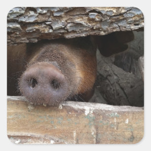 Brown Pig Poking Nose through Rustic Fence Square Sticker