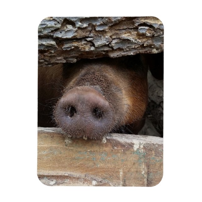 Brown Pig Poking Snout through Rustic Fence Magnet (Vertical)