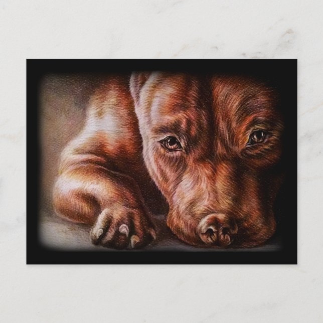 Brown pitbull face drawing of pet portrait dog postcard (Front)