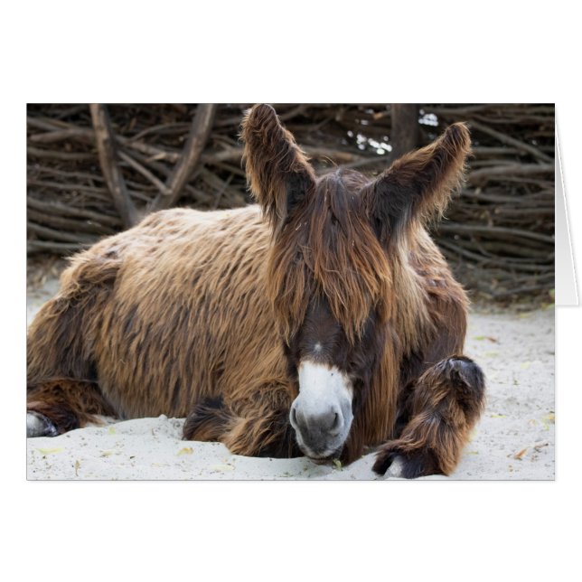 Brown Poitou Donkey (Front Horizontal)
