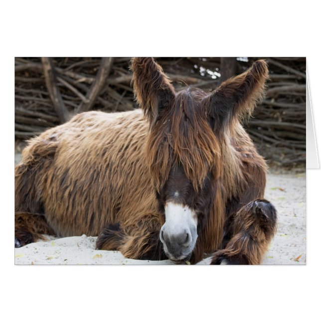 Brown Poitou Donkey (Front Horizontal)