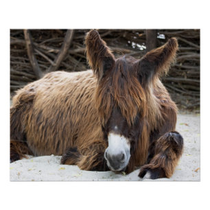 Brown Poitou Donkey Poster