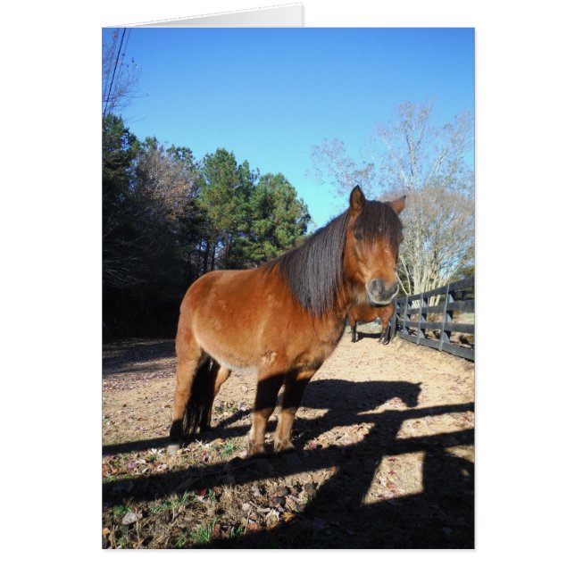 Brown pony turquoise Sky (Front)
