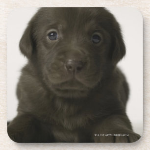 Brown puppy, portrait, close-up coaster