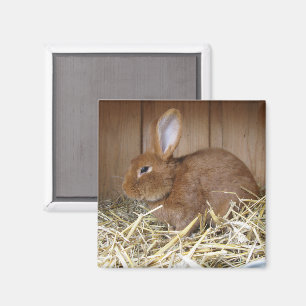 Brown Rabbit in Hay Magnet
