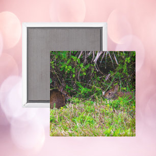 Brown Rabbits in the Grass Florida Magnet