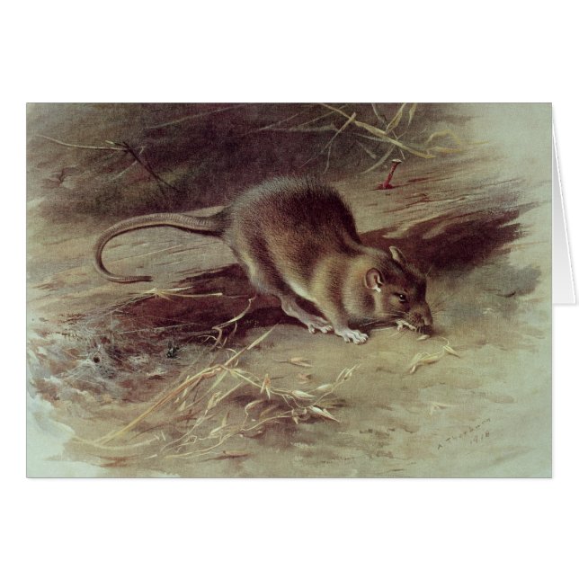 Brown Rat  1918 (Front Horizontal)
