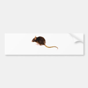 Brown Rat Bumper Sticker