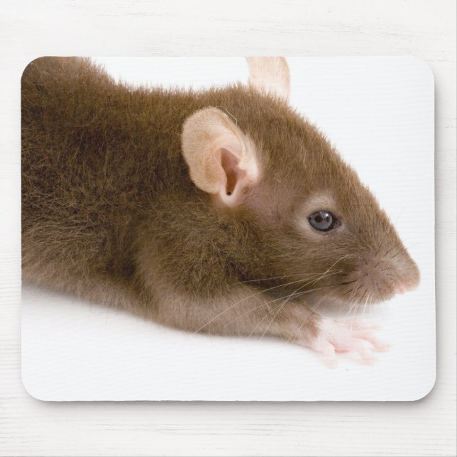 Brown Rat Mouse Mat (Front)