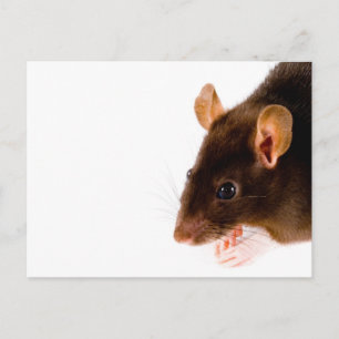 Brown Rat Postcard