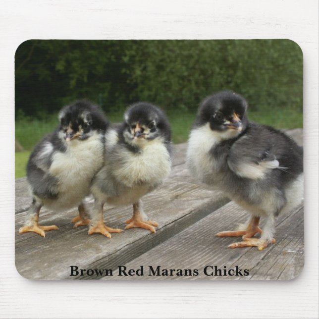 Brown Red Marans Chicks Mouse Mat (Front)