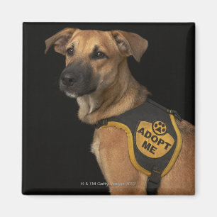 Brown rescue dog with adopt me vest magnet