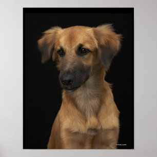 Brown resuce dog with black nose on black poster