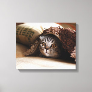 Brown Scottish cat fold in brown blanket Canvas Print