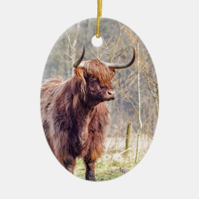 Brown scottish highlander cow standing in spring ceramic tree decoration (Front)