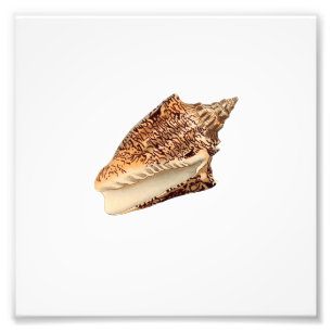 Brown Seashell Beach Nautical Ocean Bathroom Photo Print
