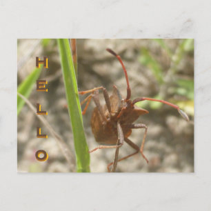 Brown Shield Bug Close Up HELLO Postcard