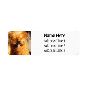 Brown Silkie Pet Chicken Return Address