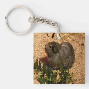 Brown Smooth Haired Guinea Pig, Key Ring