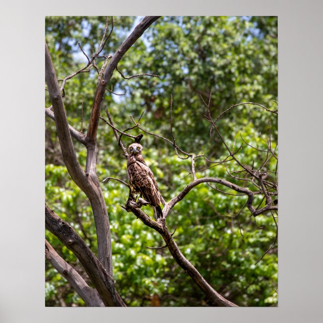 Brown Snake Eagle – Sentinel of the African Skies Poster (Front)