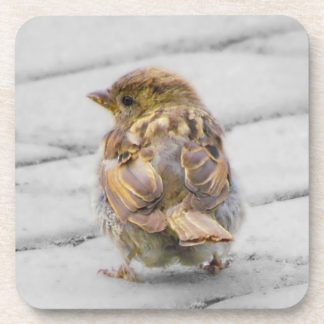 Brown Sparrow Coaster (Front)